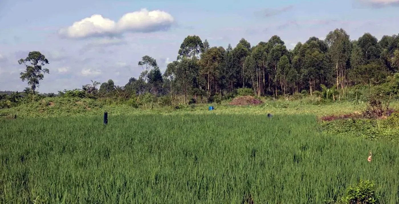 Ein Reisfeld in Uganda