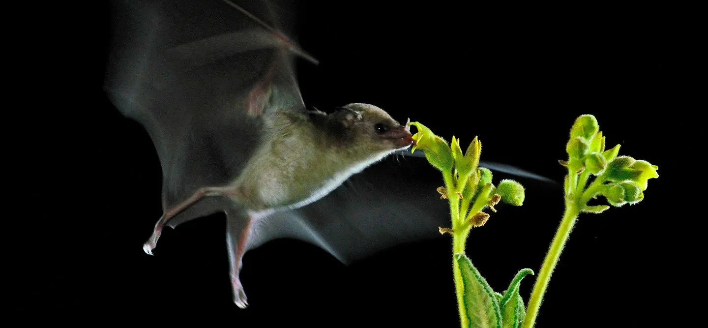 Eine Fledermaus fliegt eine Pflanze an