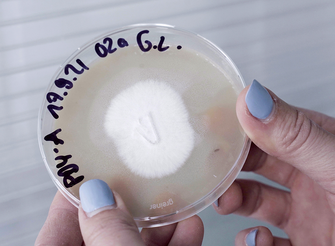 In einer Petrischale ist ein wachsendes weißes Pilzmyzel zu sehen. Die Petrischale wird von zwei Händen gehalten.